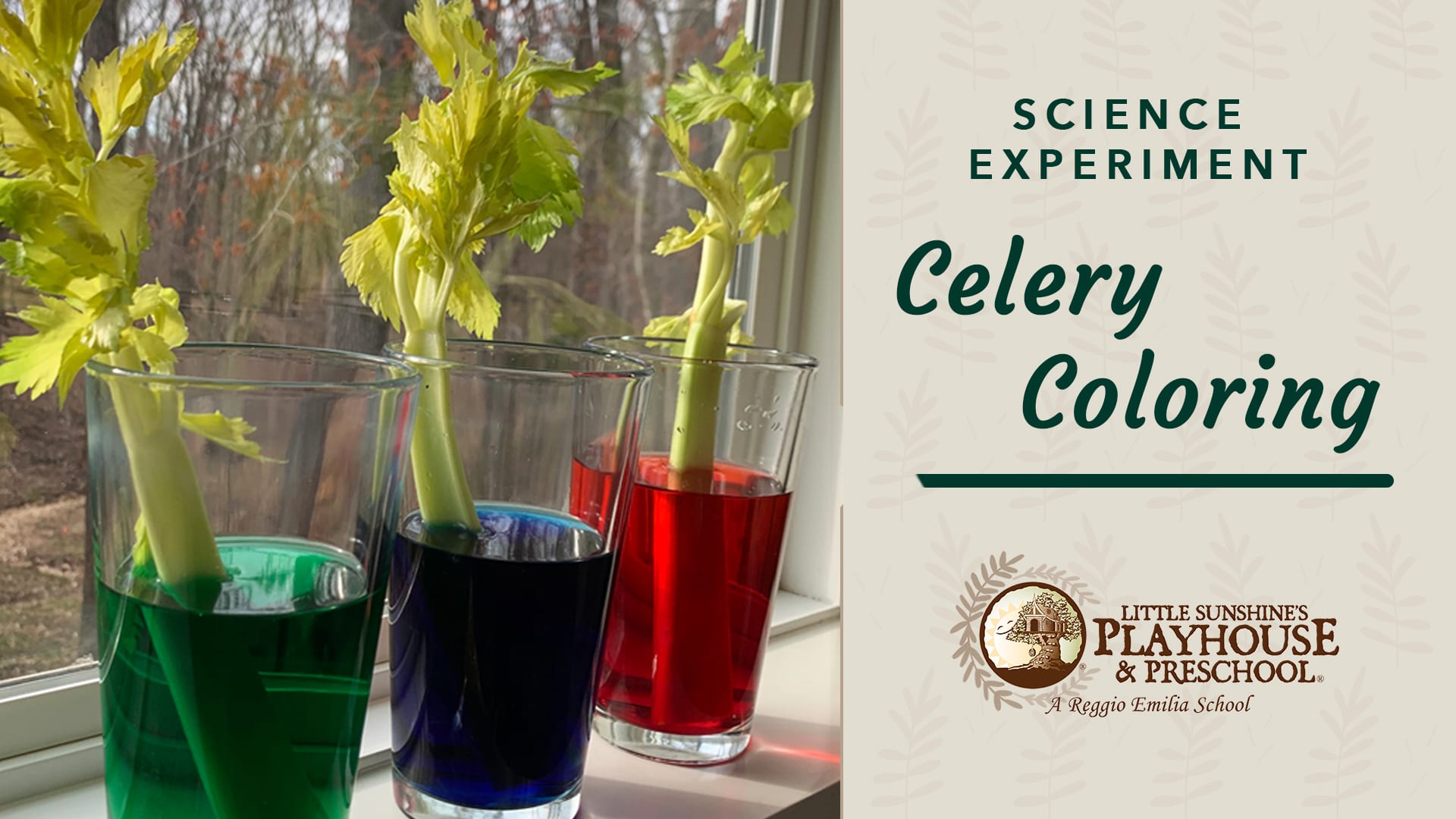 Little Sunshine s Celery And Food Dye Science Experiement For Kids